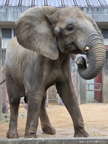 日本で唯一血縁関係のあるアフリカゾウが暮らすとべ動物園