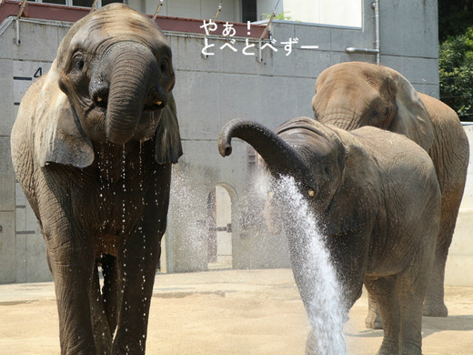 とべ動物園ブログ：やぁ！とべとべずー