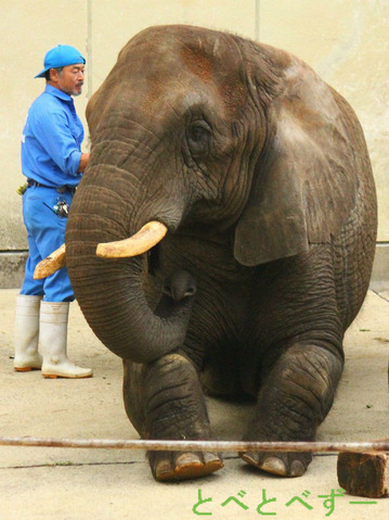 芸をするゾウ：リカ母さんと飼育員の椎名さん