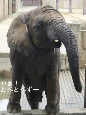 アフリカゾウの写真満載のブログ：やぁ！とべとべずー