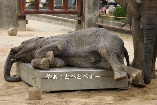 アフリカゾウ、アジアゾウ大好きブログ：やぁ！とべとべずー