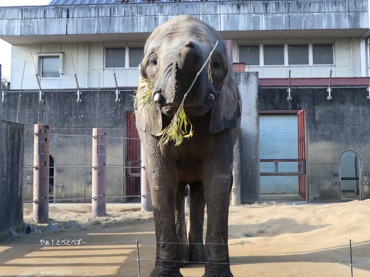 とべ動物園ブログ:やぁ!とべとべずー