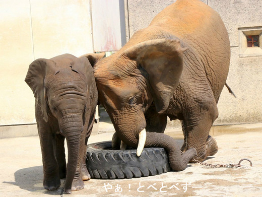 とべ動物園アフリカゾウ