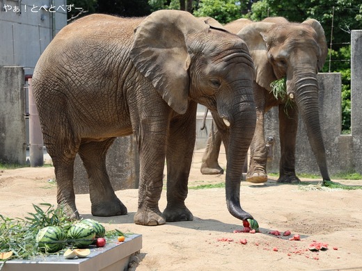 とべ動物園アフリカゾウ:アフ、リカ、媛、砥夢、砥愛