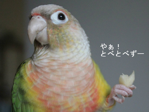 ウロコインコの「もみじ」さんのブログ：やあ！とべとべずー