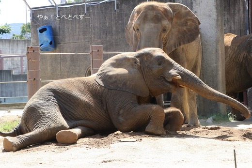 アフリカゾウ、アジアゾウ大好きブログ：やぁ！とべとべずー
