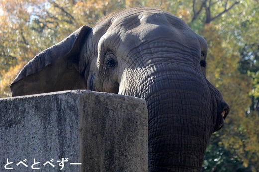 とべ動物園アフリカゾウのブログ：やぁ！とべとべずー