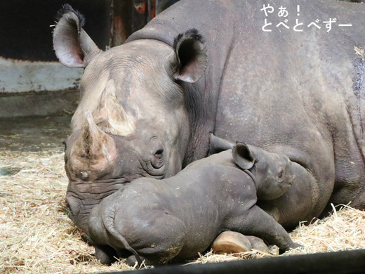 とべ動物園ブログ:やぁ!とべとべずー