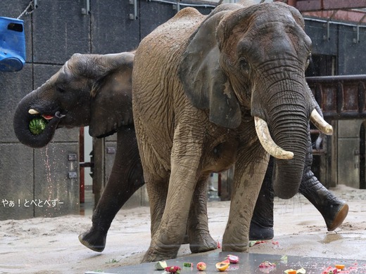 とべ動物園ブログ:やぁ!とべとべずー