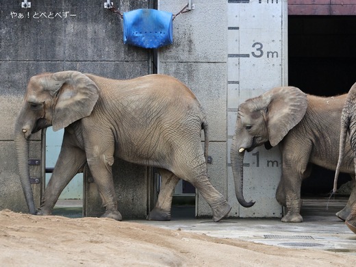 とべ動物園アフリカゾウ姉妹の体高