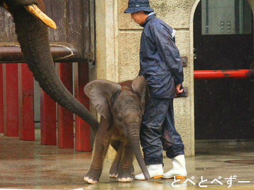 アフリカゾウ 赤ちゃん 砥愛　