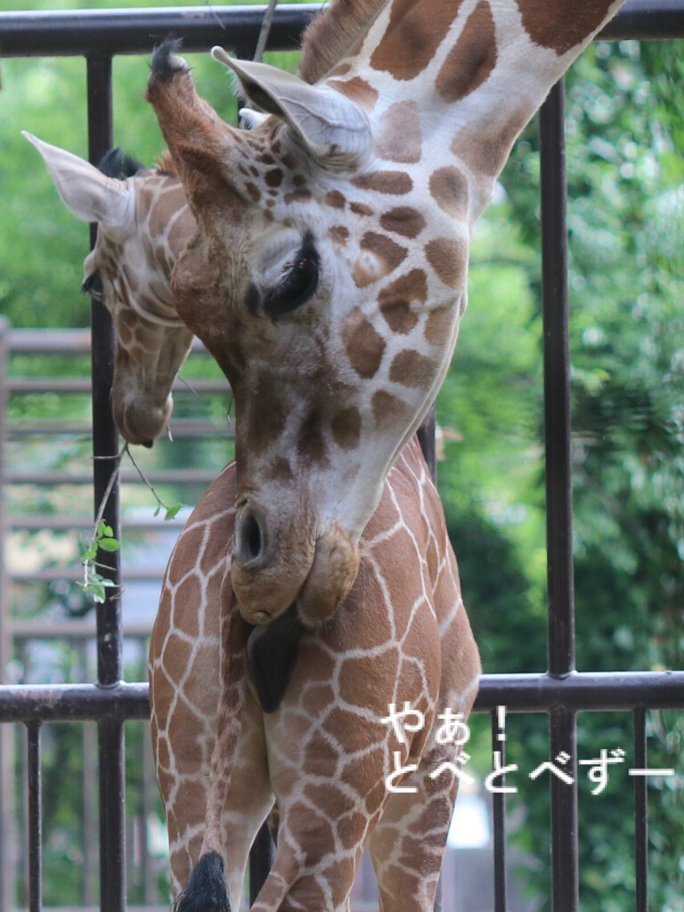 臨時増刊号 キリンの赤ちゃん誕生 やぁ とべとべずー与茂駄 よもだ くあとろ とべ動物園で暮らすアフリカゾウのブログ 臨時増刊号 キリンの赤ちゃん誕生 やぁ とべとべずー与茂駄 よもだ くあとろ とべ動物園で暮らすアフリカゾウのブログ