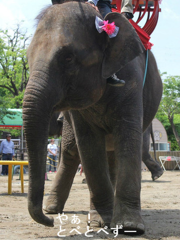 アジアゾウの赤ちゃん、りり香、結希のお姉さん、ゆめ花