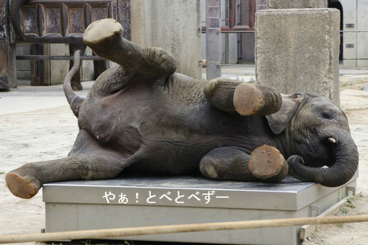 アフリカゾウ、アジアゾウ大好きブログ：やぁ！とべとべずー