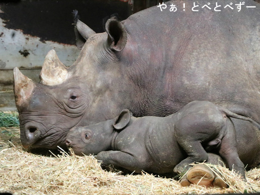 とべ動物園ブログ:やぁ!とべとべずー