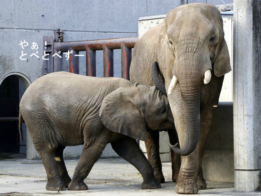 とべ動物園アフリカゾウ:授乳中の砥愛ちゃんとリカ母さん