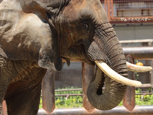 日本で唯一血縁関係のあるアフリカゾウの親子が暮らす愛媛とべ動物園