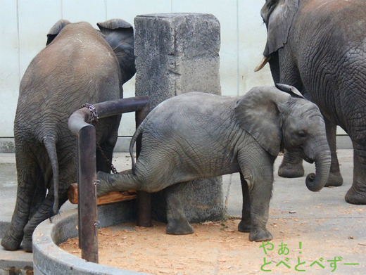 とべ動物園アフリカ象:アフ、リカ、媛、砥夢、砥愛