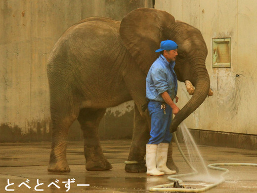 多摩動物公園に旅立つ子象の砥夢（３歳）