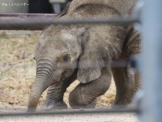 祝♪　マルミミゾウの赤ちゃん公開に行ってきた♪