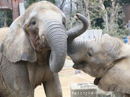 とべ動物園アフリカゾウの姉妹:媛ちゃん、砥愛ちゃん