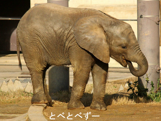 とべ動物園アフリカゾウ：アフ、リカ、媛、砥夢、砥愛
