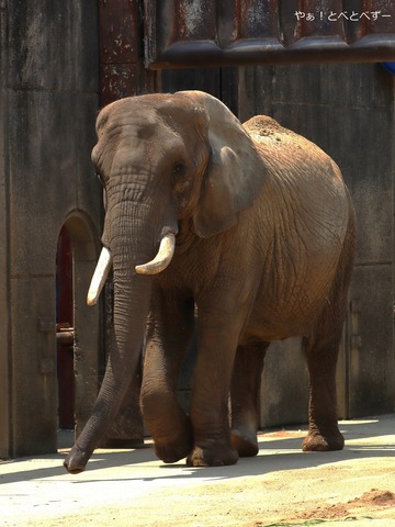 とべ動物園アフリカゾウ：リカさん（メス、推定３９歳）