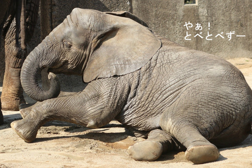 アフリカゾウ、アジアゾウ大好きブログ:やぁ!とべとべずー