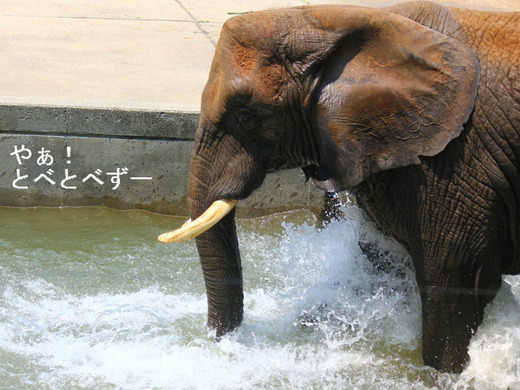 とべ動物園アフリカゾウ:リカ(3頭のお母さんゾウ)