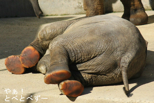 とべ動物園のブログ:アフリカゾウ、白くまピース、レッサーパンダ