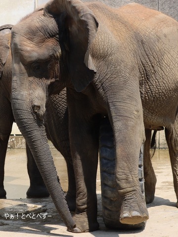 とべ動物園アフリカゾウ:媛ちゃん(メス、15歳)