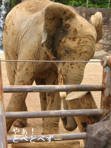 多摩動物公園にブリーディングローンで婿入りした砥夢くん
