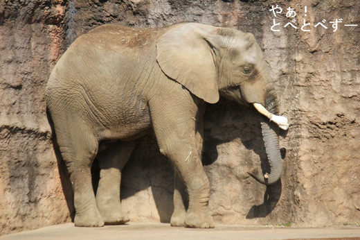アフリカゾウ、アジアゾウ大好きブログ：やぁ！とべとべずー