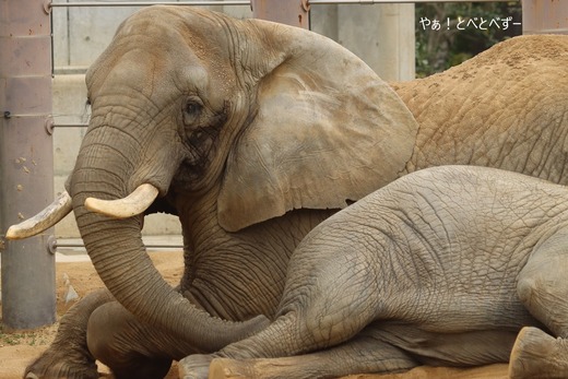 とべ動物園アフリカゾウ：リカ母さん（メス、推定３６歳）