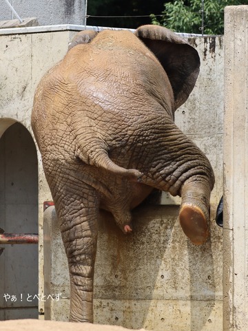 アフリカゾウのお転婆娘:砥愛@とべ動物園