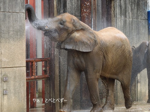 とべ動物園ブログ:やぁ!とべとべずー
