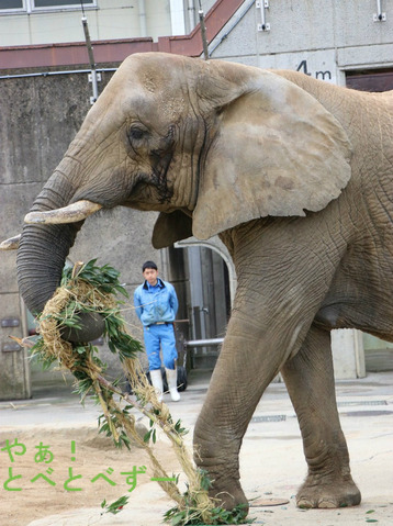 多摩動物公園に婿入りした砥夢くんのお母さんゾウのリカさん