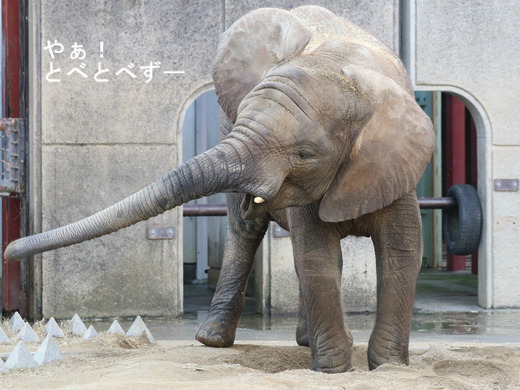 とべ動物園アフリカゾウ：砥愛ちゃん（メス、６歳）