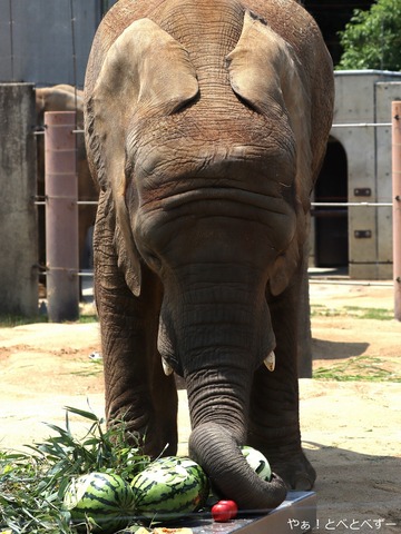 スイカが大好きなアフリカゾウの子象の砥愛