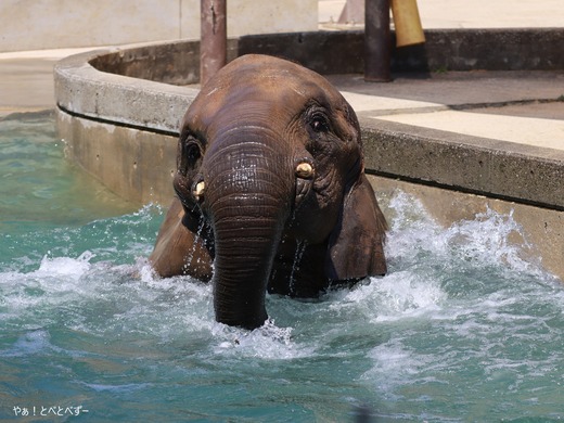 とべ動物園アフリカゾウのブログ：やぁ！とべとべずー