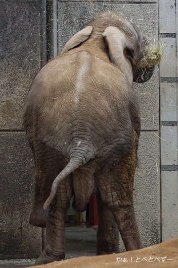 アフリカゾウの写真満載のブログ:やぁ!とべとべずー