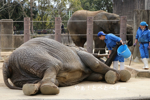 アフリカゾウの訓練の様子＠愛媛県立とべ動物園