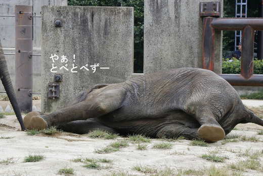 アフリカゾウ、アジアゾウ大好きブログ:やぁ!とべとべずー