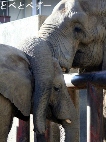 とべ動物園ブログ:アフリカゾウ、白くまピース、レッサーパンダ