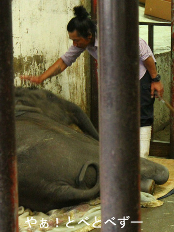 赤ちゃんゾウ結希:マック(父)、ズゼ(母)