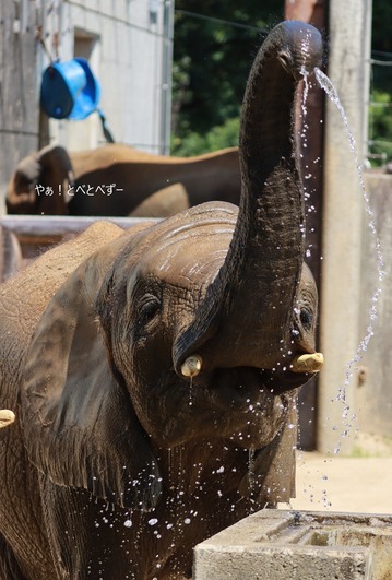 とべ動物園アフリカゾウ:アフ、リカ、媛、砥夢、砥愛