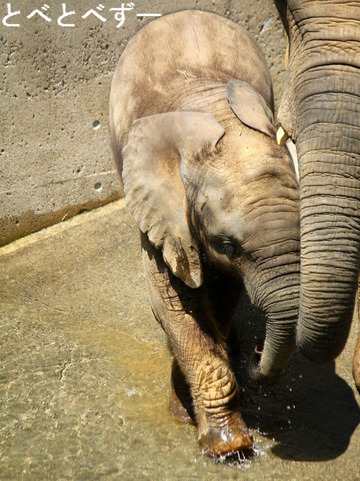 とべ動物園イベント情報：アフリカゾウ砥愛ちゃんの１歳誕生会