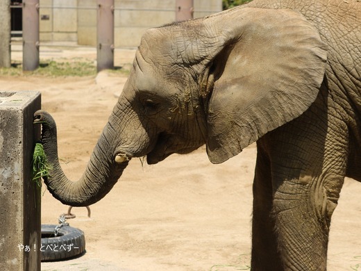 とべ動物園ブログ:やぁ!とべとべずー