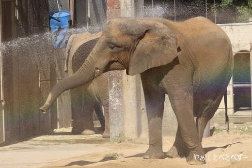 とべ動物園アフリカゾウ：アフ、リカ、媛、砥夢、砥愛