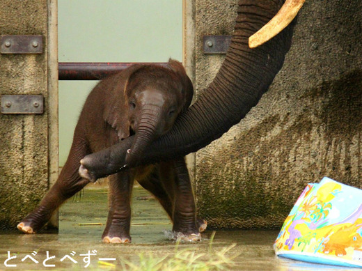 とべ動物園のアフリカゾウの赤ちゃん：砥愛（2013.6.1生まれ）